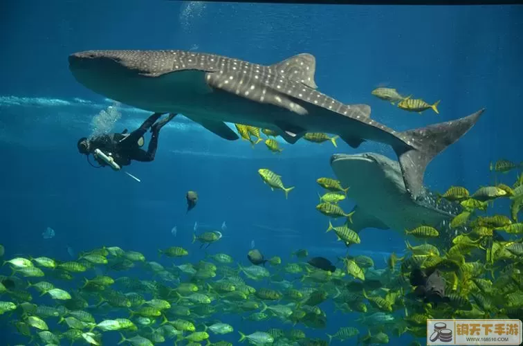 鲸鲨饲养指南： 深海水族馆的专业知识